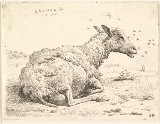 Částečně ostříhaná ovce ležící v trávě s hmyzem poletujícím kolem hlavy, 1655.