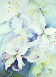 Lilium, imperiální zlato