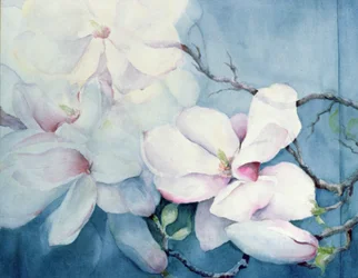 Magnolia Soulangeana (horizontální)