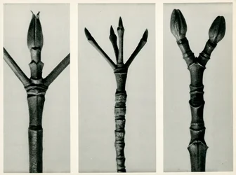 Cornus Nuttallii, 1929 (hlubotisk)