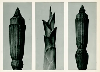 Přeslička rolní, 1929 (fotorytina)