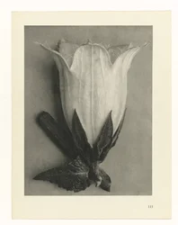 Rostlinné studie Archetypy umění: fotografické obrazy rostlin (název série)