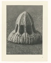 Rostlinné studie Archetypy umění: fotografické obrazy rostlin (název série)