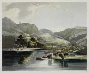 Stáda bizonů a losů na Upper Missouri, deska 47 ze svazku 2 „Cesty ve vnitrozemí Severní Ameriky“, vyryl Carl Vogel (1816-51) 1844 (akvatinta)