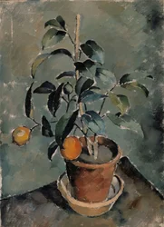 Oranžová rostlina
