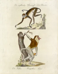 Africké opice (tisk)