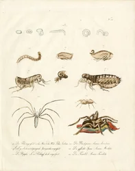 Arachnids and Developmental Stages of Insects (tisk)