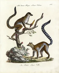 Lemur hnědý a lemur kata