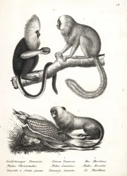 Kosman buffy-headed, Callithrix flaviceps (ohrožený) 1, a tamarín lvíček zlatý, Leontopithecus rosalia (ohrožený) 2,3. Litografie Karla Josepha Brodtmanna z Ilustrované přírodní historie lidí a zvířat Heinricha Rudolfa Schinze