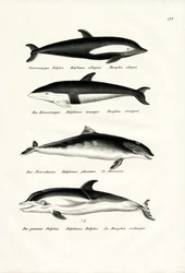 Různé druhy delfínů, 1824