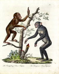 Orangutan a šimpanz (tisk)