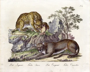 Jaguár a puma (tisk)