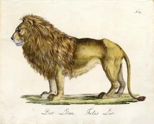 Lev (tisk)