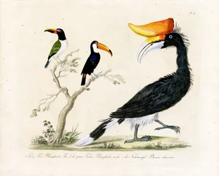 Tukan, trogon a zoborožec (tisk)