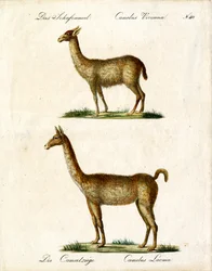 Vicuña a lama (tisk)