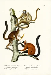 Lemur bílý, 1824