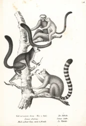 Lemur bělohlavý, Eulemur albifrons, samec a samice, ohrožený 1, a lemur kata, Lemur catta, ohrožený 2. Litografie Karla Josepha Brodtmanna z knihy Heinrich Rudolf Schinz Illustrated Natural History of Men and Animals