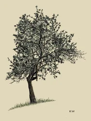 Listnatý strom 1924