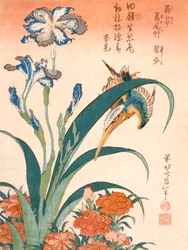 Kingfisher, Irises and Pinks, publikoval c1834.