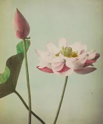 Lotus, 1896 (ručně kolorovaný kolotyp)