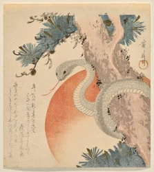 Had se stočil kolem borovice před vycházejícím sluncem