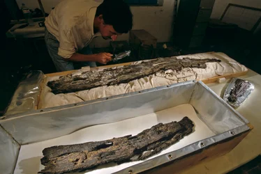 Dr. Matthew Adams kontroluje v laboratoři dřevěné lodní prkno, tvrdé dřevo, nikoli cedr, z Abydosu, Egypt, 2005 (foto)