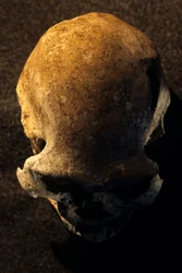Lebka Homo erectus, bezzubá, Dmanisi, Gruzie Naleziště Homo erectus
