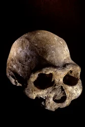 Lebka Homo erectus, bezzubá, Dmanisi, Gruzie Naleziště Homo erectus