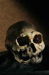 Lebka Homo erectus, bezzubá, Dmanisi, Gruzie Naleziště Homo erectus