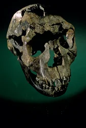 Turkana Boy, Keňa, West Turkana, Lake Turkana, KNMER-WT15000, H. erectus, Nariokotome..., 2008 (foto)
