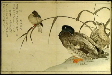 Myriad Birds: (Momo chidori kyoka awase)