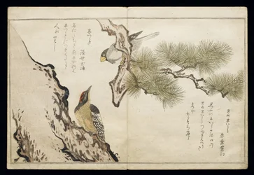 P.332-1946 Svazek 1 f.3 Jestřáb a datel, z alba "Ptáci v žertovných písních", 1791 (barevný dřevoryt)