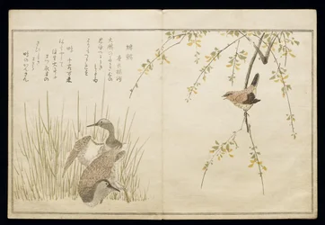 S.332-1946 Vol.1 f.5 Wren and pair of Snipe, z alba 