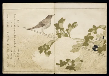 S.332-1946 Vol.2 f.2 Manchurian Great Tit and a Robin, z alba 