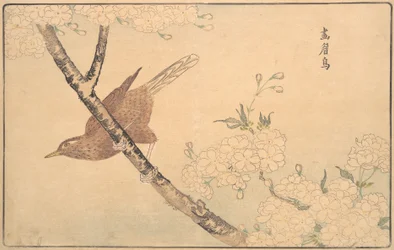 Drozd šedý, 1789.