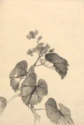 Pobočka Begonia v květu.
