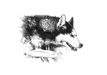 Intenzivní portrét huskyho