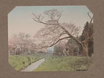 Lidé a třešňové květy na obou stranách potoka v Koganei, Tokio, Japonsko