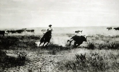 Kovboj na koni lasem tele (foto bw)