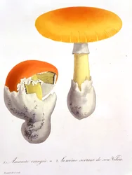Amanita Caesarea z „Photographie Medicale“ od Josepha Roquese (1772-1850), vydaného v roce 1821