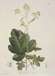 Brassica nigra z „Phytographie Medicale“ od Josepha Roquese (1772-1850), vydaného v roce 1821