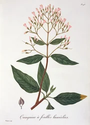 Cinchona z „Phytographie Medicale“ od Josepha Roquese (1772-1850), vydaného v roce 1821