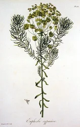 Euphorbia Cyparissias z 