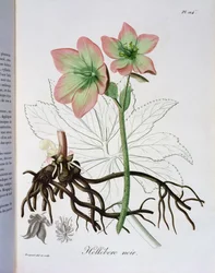 Helleborus Niger z „Phytographie Medicale“ od Josepha Roquese (1772-1850), vydaného v roce 1821