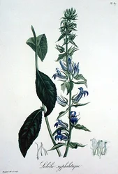 Lobelia Siphilitica z 