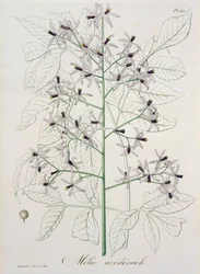 Melia Azedarach z „Phytographie Medicale“ od Josepha Roquese (1772-1850), vydaného v roce 1821