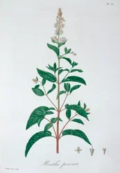 Mentha Piperita Peppermint, 1821