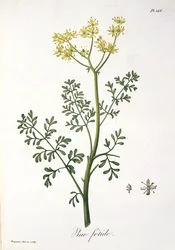 Rue z „Phytographie Medicale“ od Josepha Roquese (1772-1850), vydaného v roce 1821