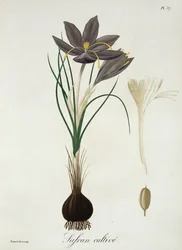 Šafrán krokusový z knihy "Phytographie Medicale" od Josepha Roquese (1772-1850), vydané v roce 1821.