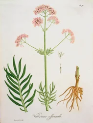 Valerian z 